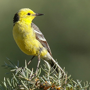 Citrine Wagtail